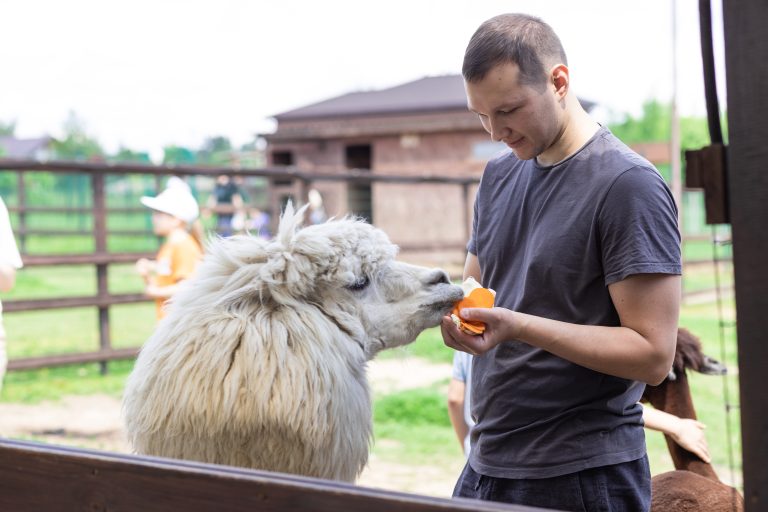 Man feeding a llama